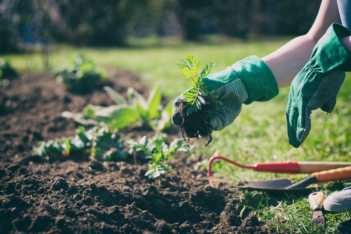 Gardeners' Secret Weapon: Using Rain Gauges to Maximize Plant Health