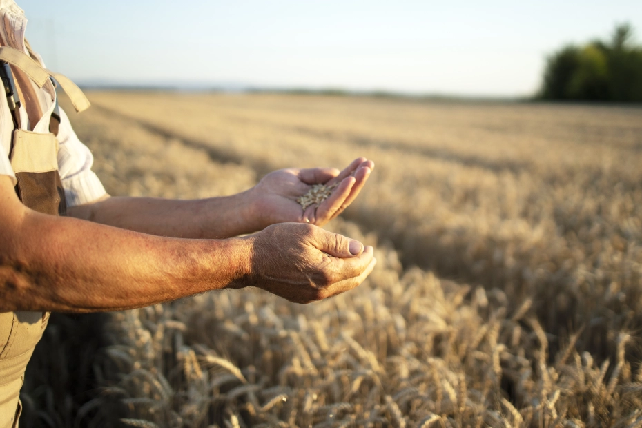Measuring Cups in Agriculture – from Fertilizers to Pesticides